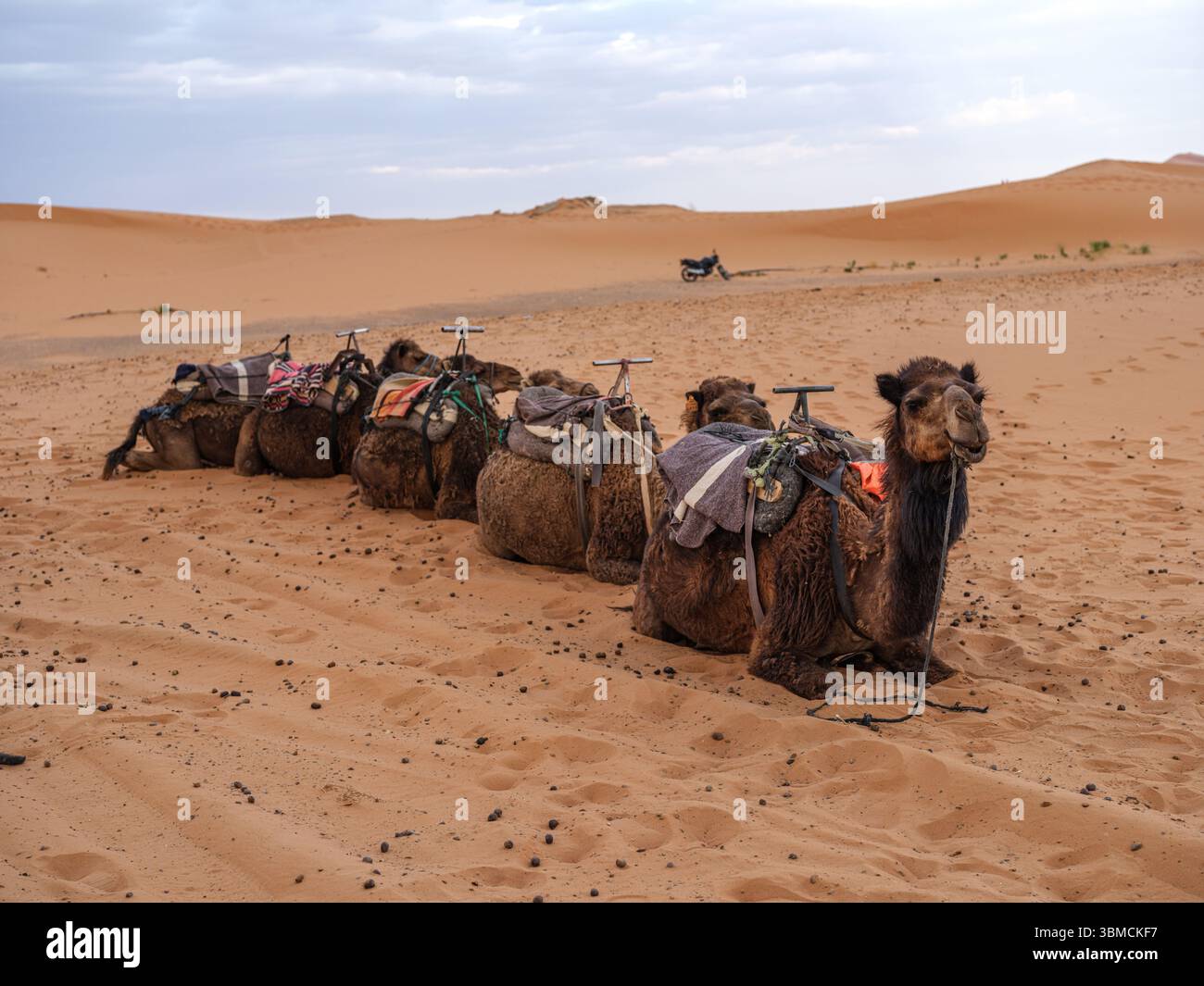 Marocco, Merzouga, 04 luglio 2025. Cammelli che riposano nelle dune di Erg Chebbi al tramonto, in attesa di trasportare i turisti attraverso il deserto del Sahara. Foto Stock