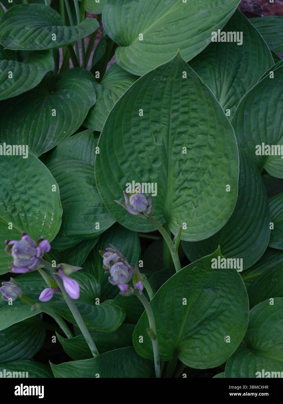 Primo piano di lussureggianti foglie verdi di hosta con alcuni delicati fiori viola. Texture naturale dettagliata e ricca vegetazione, sfondi per temi di giardinaggio Foto Stock