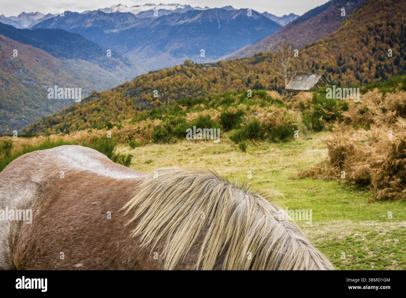 Cavalli di Bausen, valle dell'Aran, catena montuosa dei Pirenei, Catalogna, Spagna, Europa Foto Stock