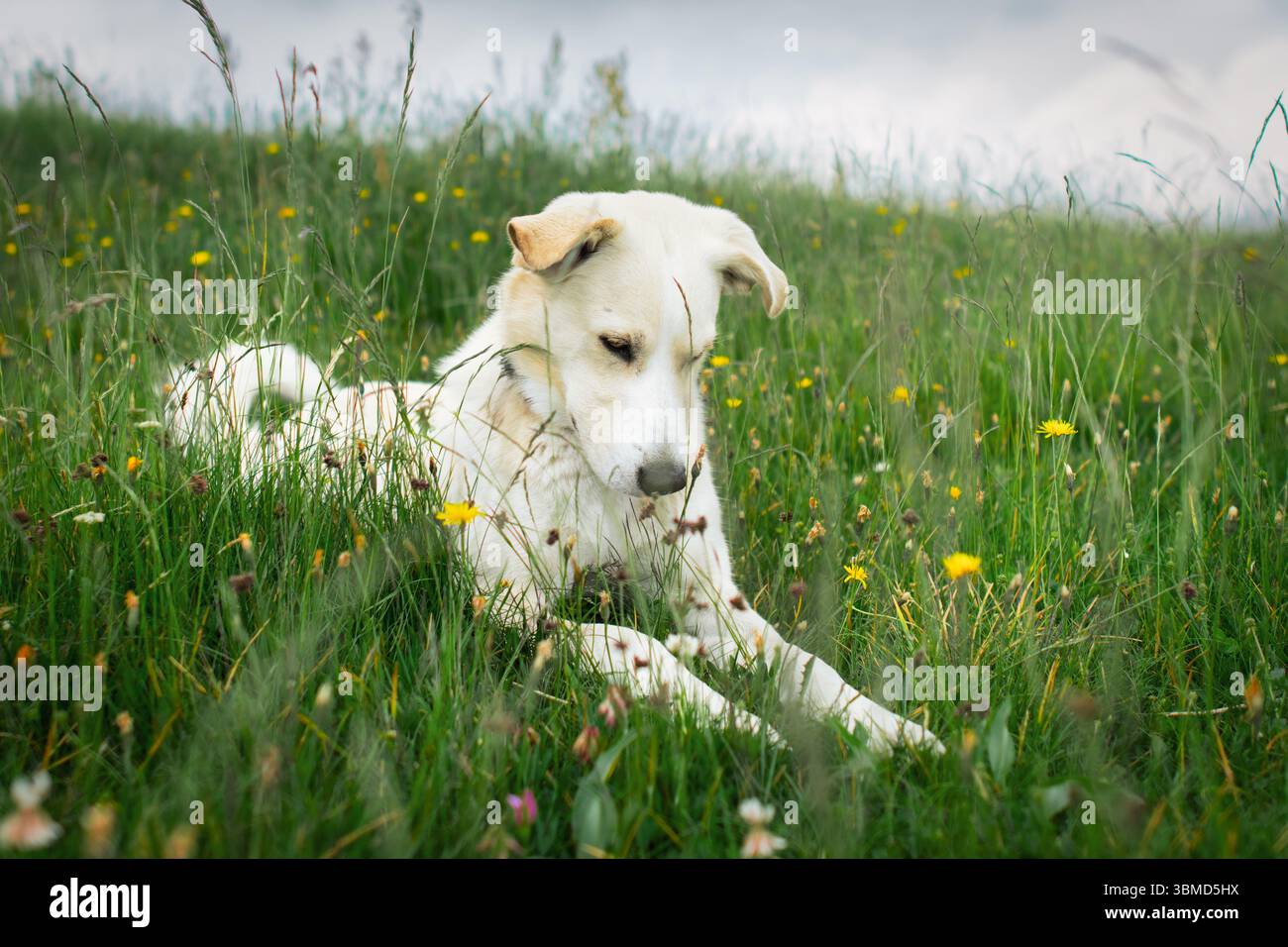 Un cane leggero nel prato da solo Foto Stock