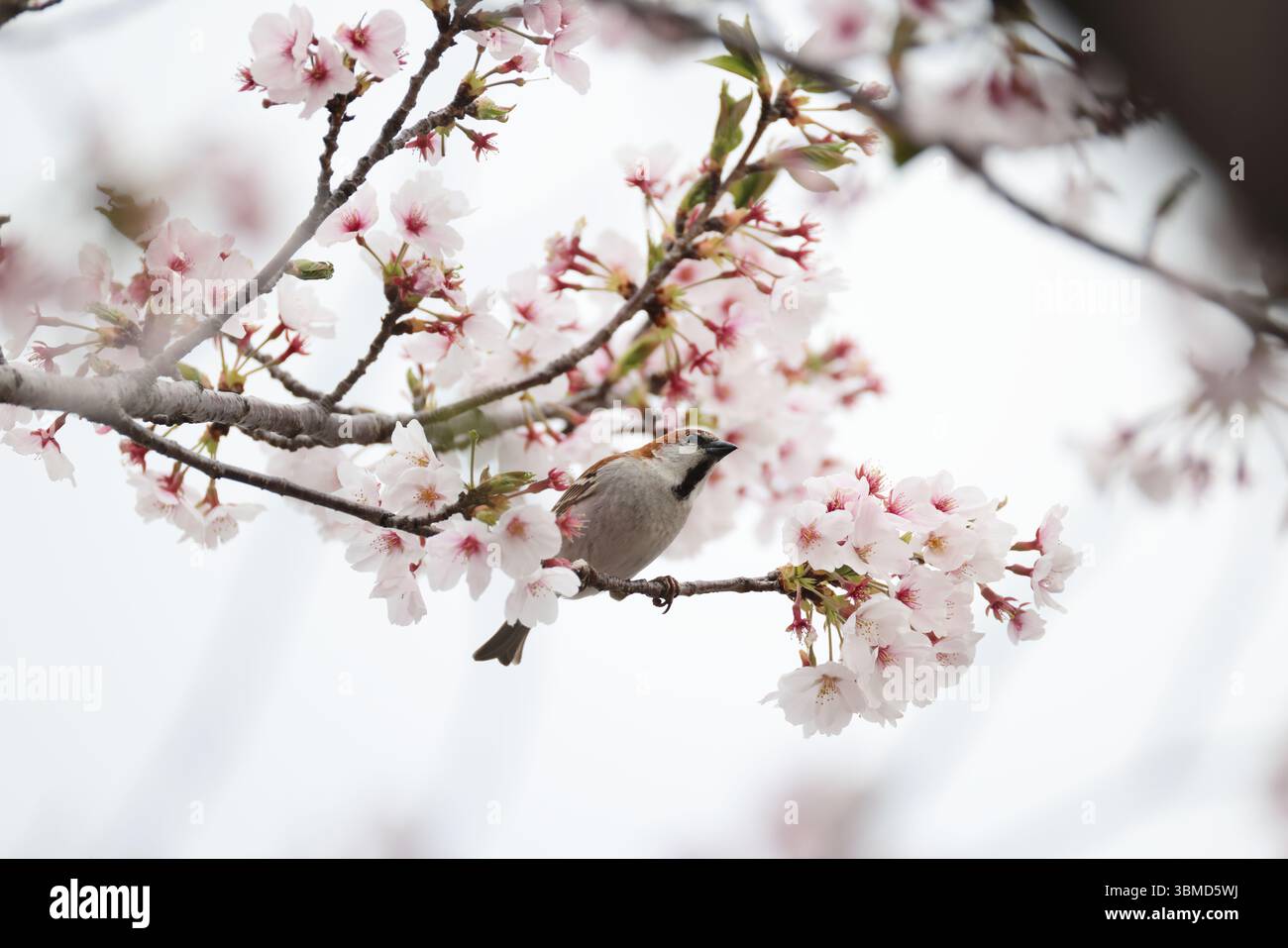 Il passero (Passer cinnamomeus), chiamato anche cannella o passero, è un uccello passerino della famiglia dei passeri Passeridae. Questo Foto Stock