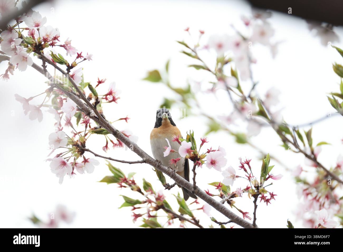 Il brambling (Fringilla montifringilla) è un piccolo uccello passerino della famiglia finch Fringillidae. Questa foto è stata scattata in Giappone. Foto Stock