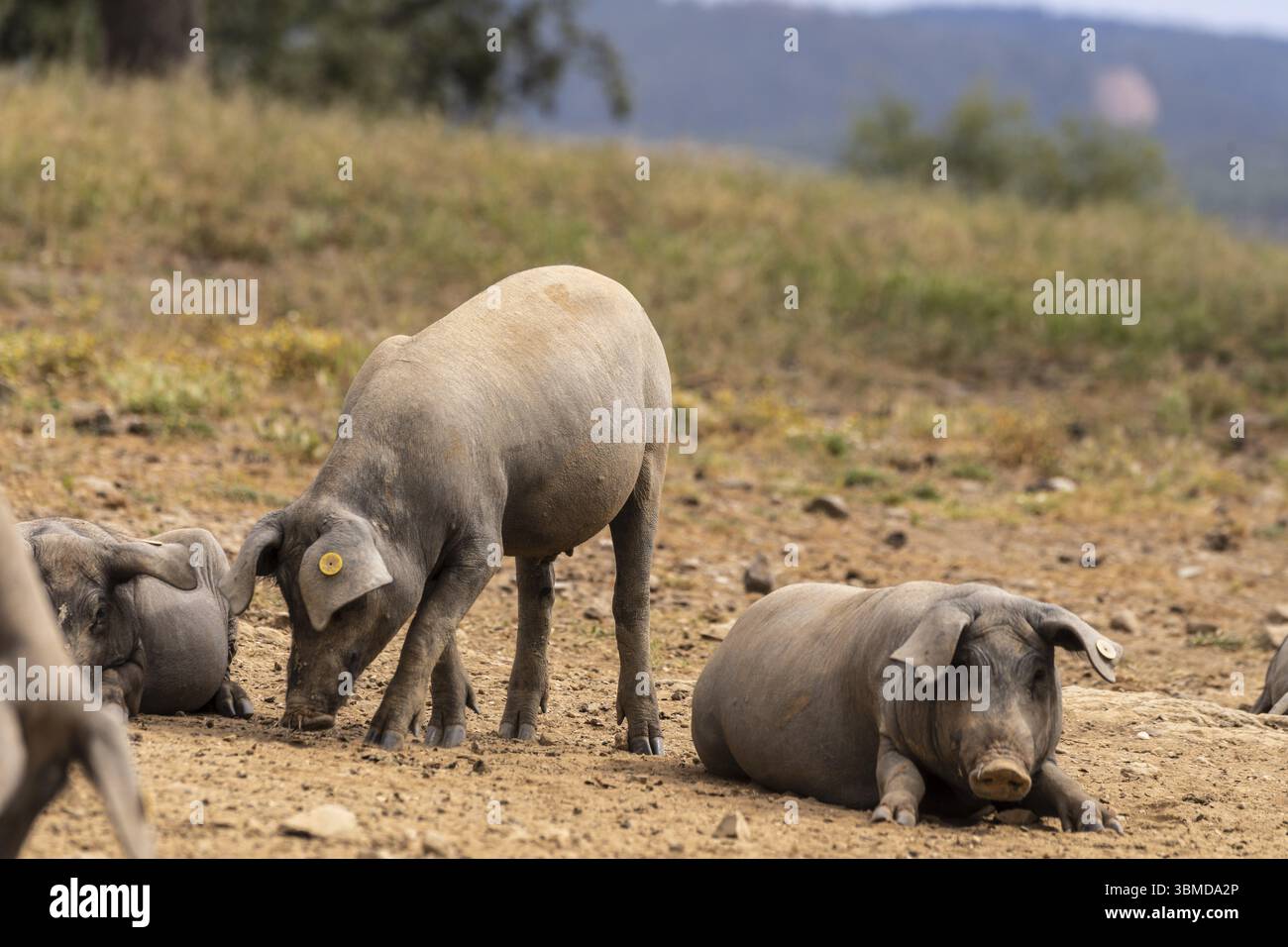 Allevamento di suini iberici in una foresta di lecci, nei pressi di Valverde del Camino, Campina Andevalo Commonwealth, Huelva, Andalusia, Spagna, Europa Foto Stock