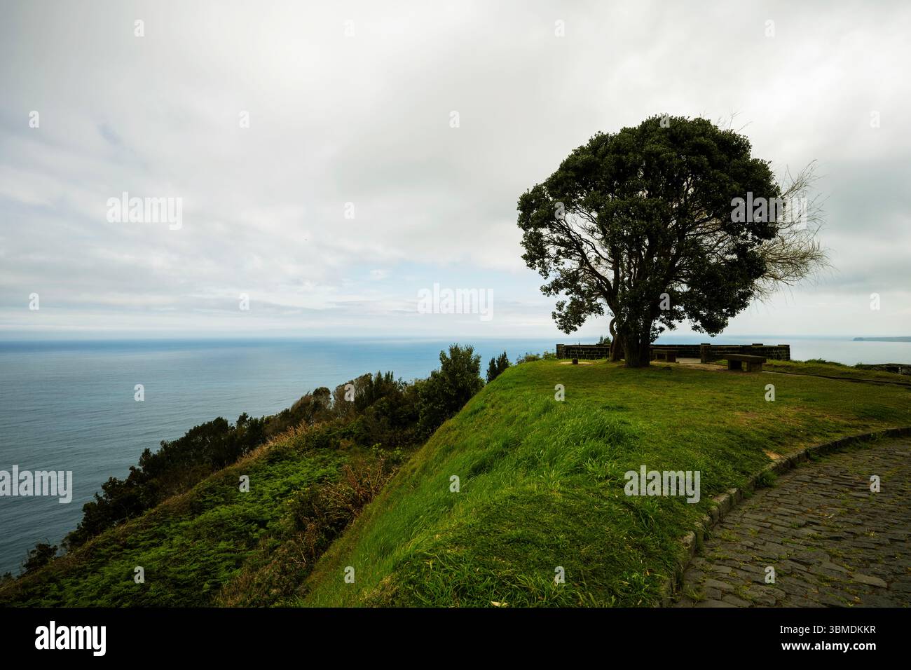 Costa in primavera sull'isola di Sao Miguel con un albero in primo piano dal punto panoramico di Santa Iria. Azzorre Foto Stock