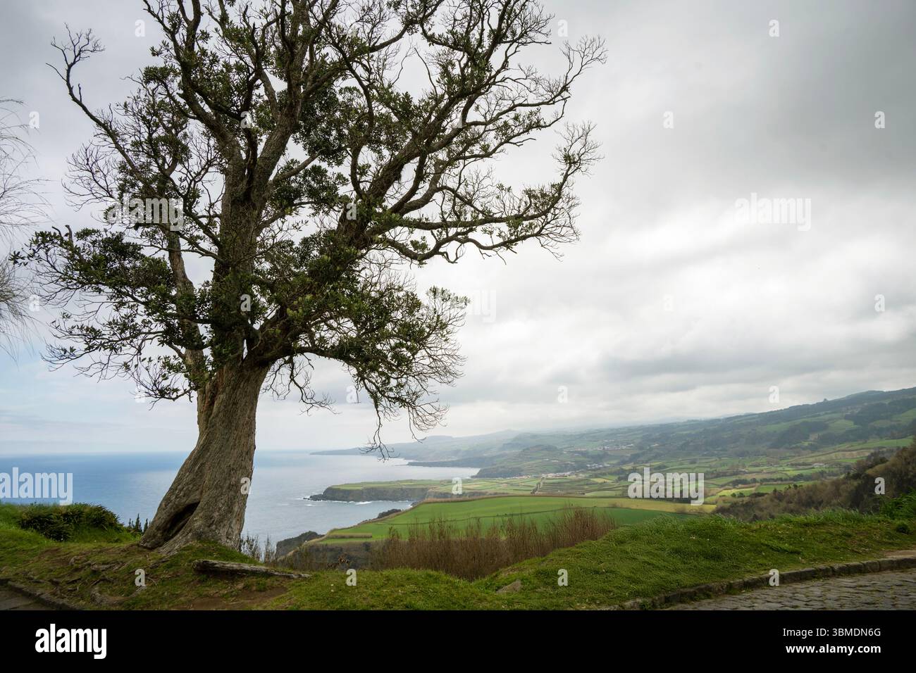 Costa in primavera sull'isola di Sao Miguel con un albero in primo piano dal punto panoramico di Santa Iria. Azzorre Foto Stock