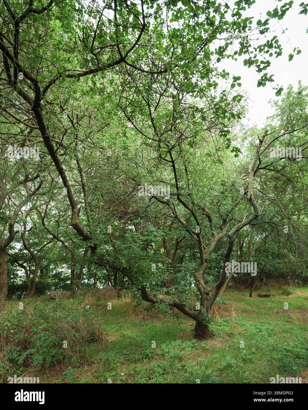 Alberi sul sentiero costiero del lago Jersleben, Jersleben, Sassonia-Anhalt, Germania, Europa Foto Stock