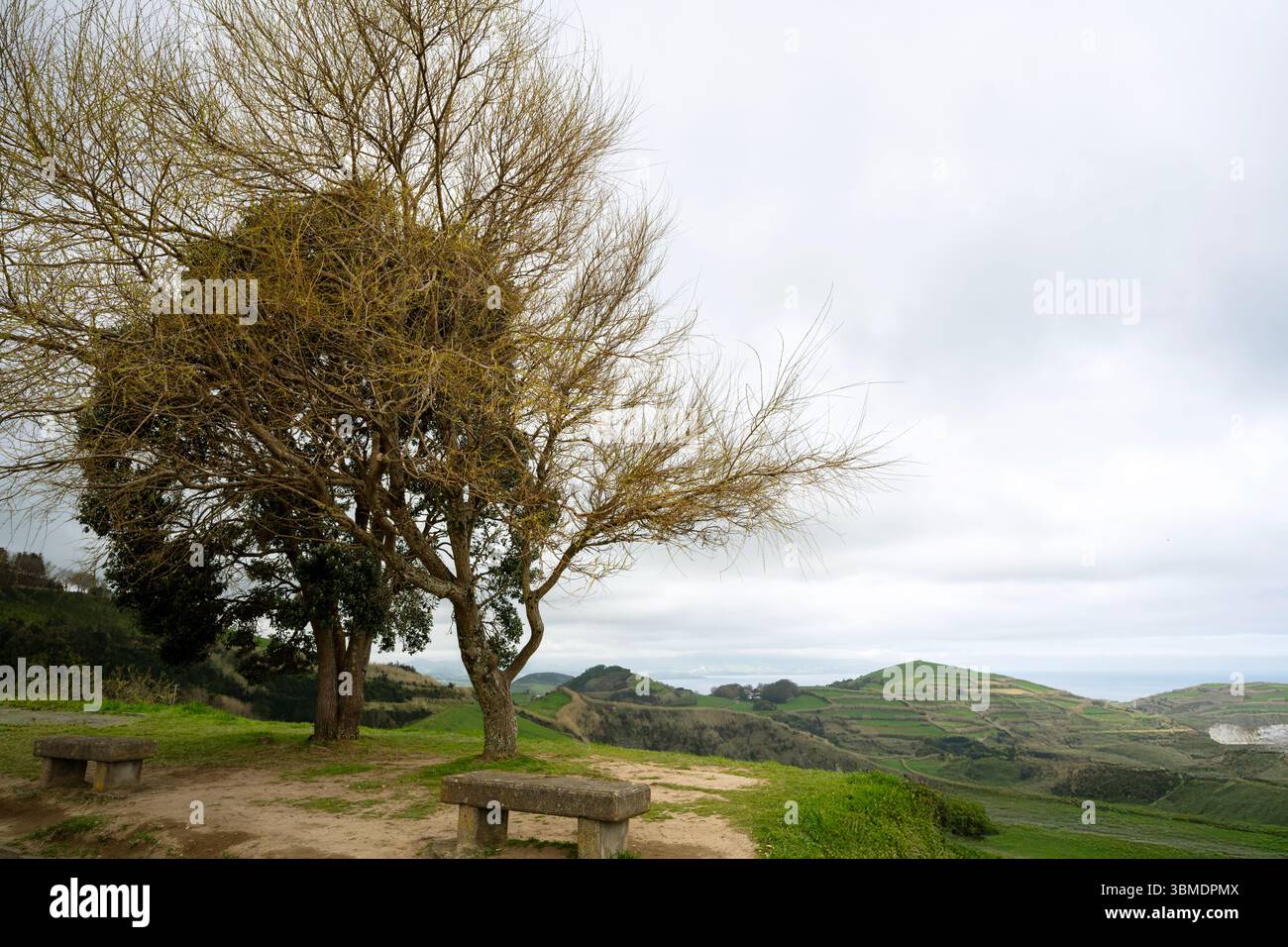 Costa in primavera sull'isola di Sao Miguel con un albero in primo piano dal punto panoramico di Santa Iria. Azzorre Foto Stock