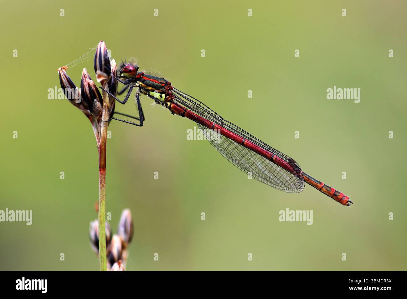 Rossi di grandi dimensioni (Damselfly Pyrrhosoma nymphula) Foto Stock
