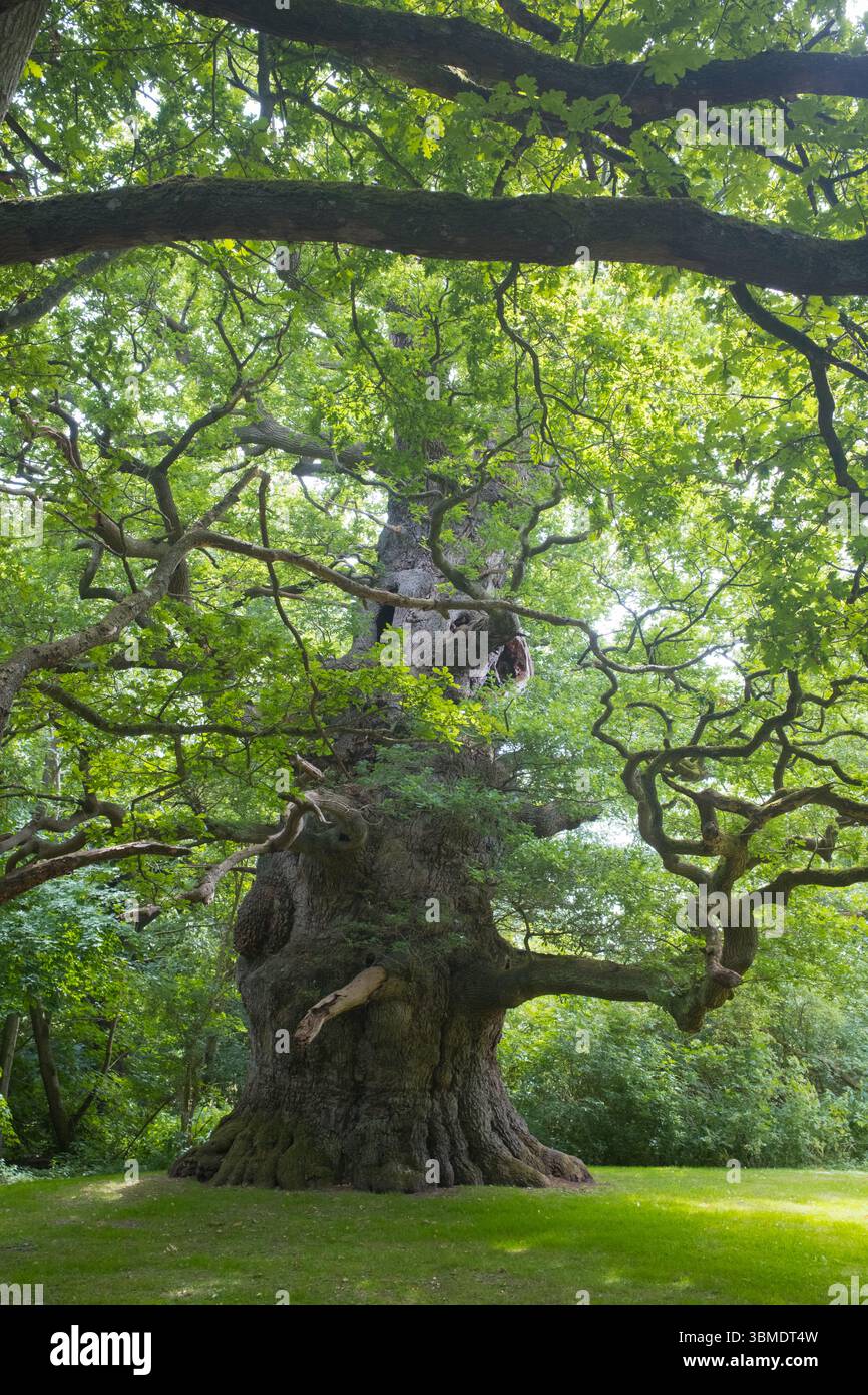 Una delle querce più antiche d'Inghilterra, Nonington, Kent Foto Stock
