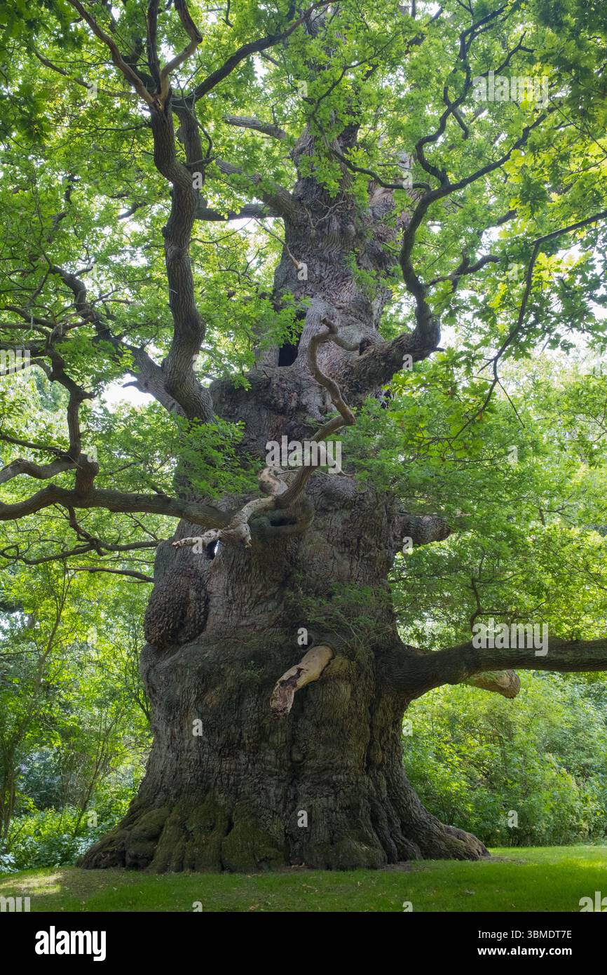 Una delle querce più antiche d'Inghilterra, Nonington, Kent Foto Stock