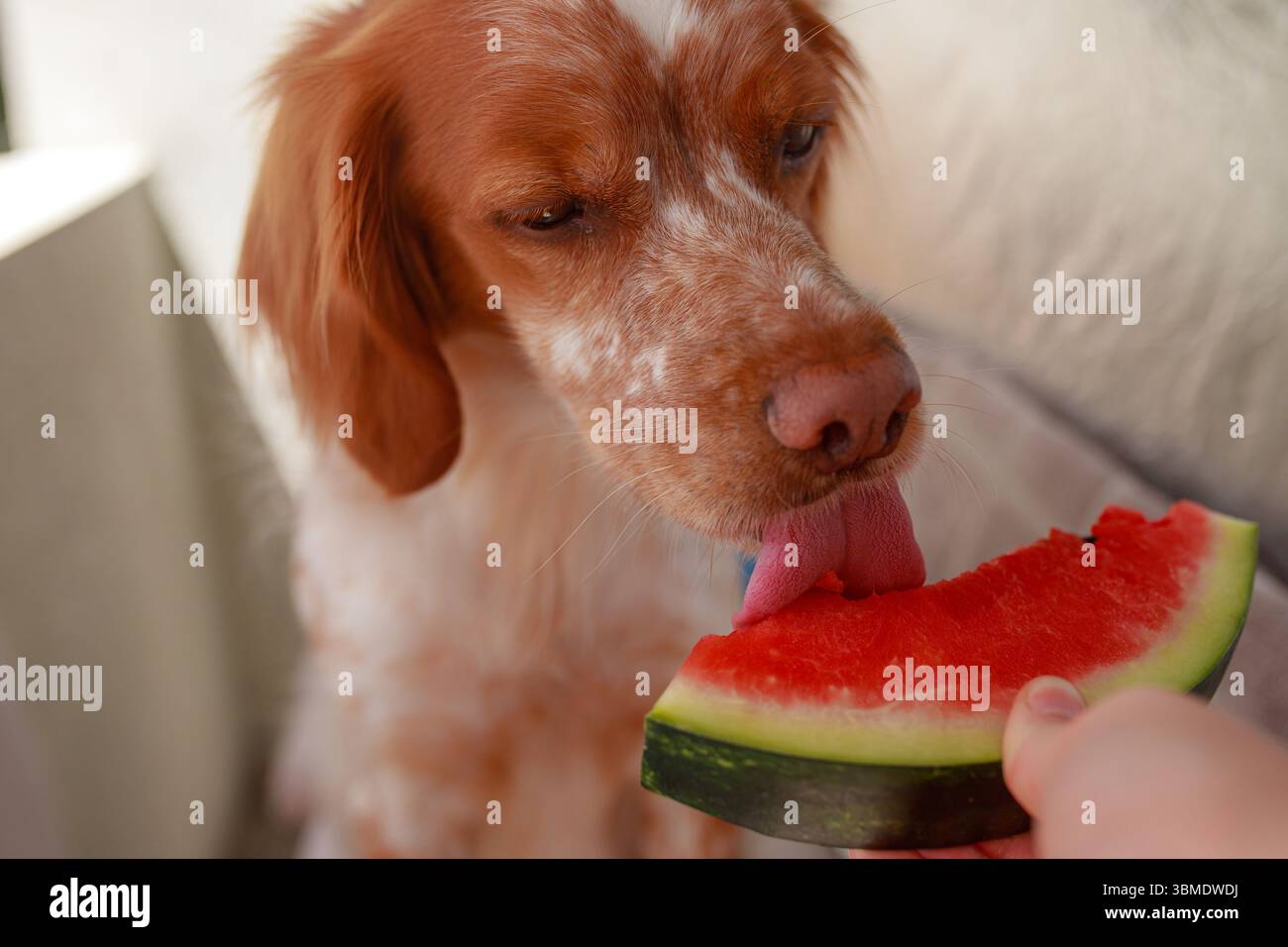 Grazioso cane bianco-marrone che lecca l'anguria all'aperto, soleggiata atmosfera estiva. Foto Stock