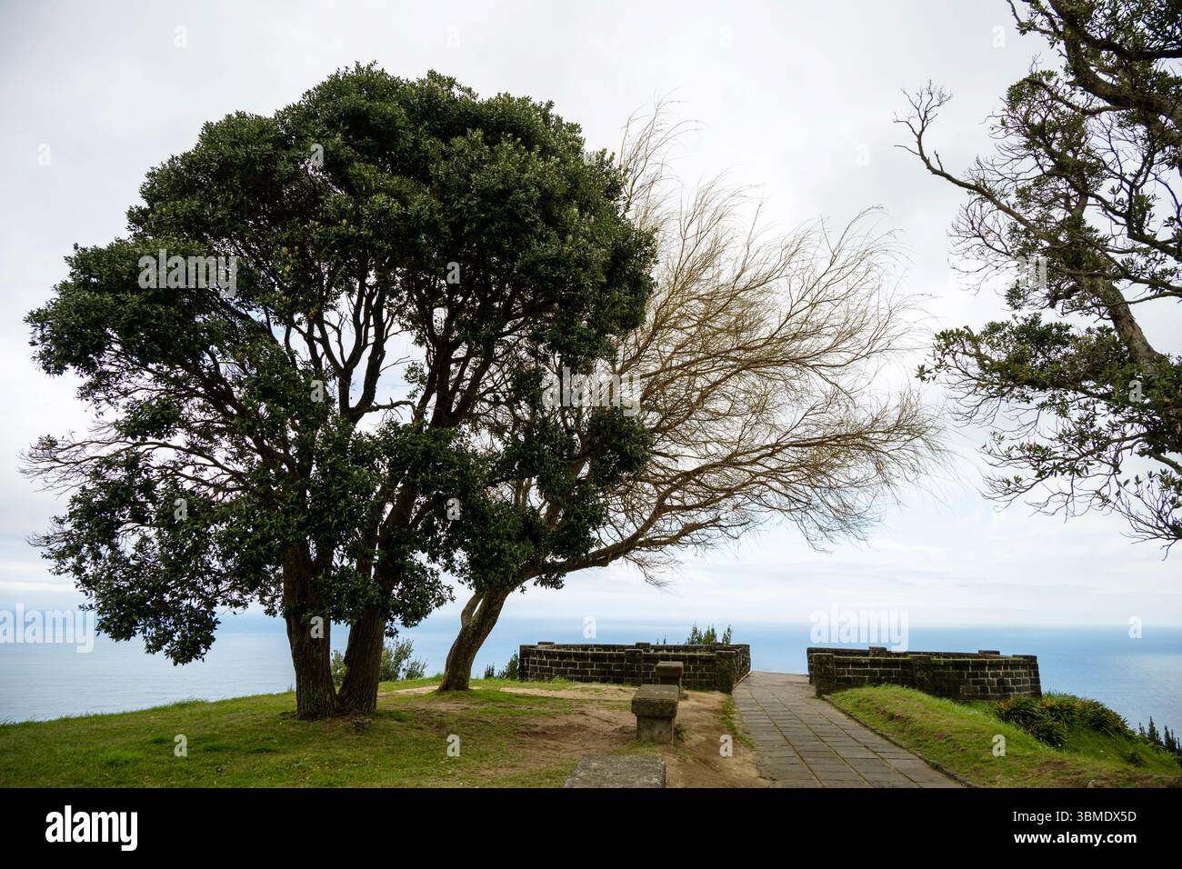 Costa in primavera sull'isola di Sao Miguel con un albero in primo piano dal punto panoramico di Santa Iria. Azzorre Foto Stock