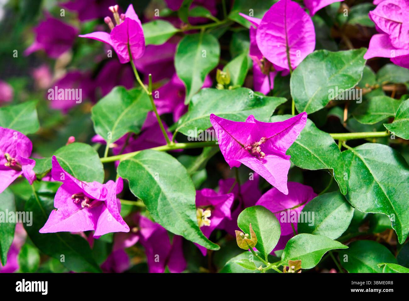 Bougainvillea brasiliana, Bougainvillea spectabilis, Nyctaginaceae, Invernadero del Palacio de Cristal, Crystal Palace Greenhouse, Arganzuela, Madrid, Foto Stock
