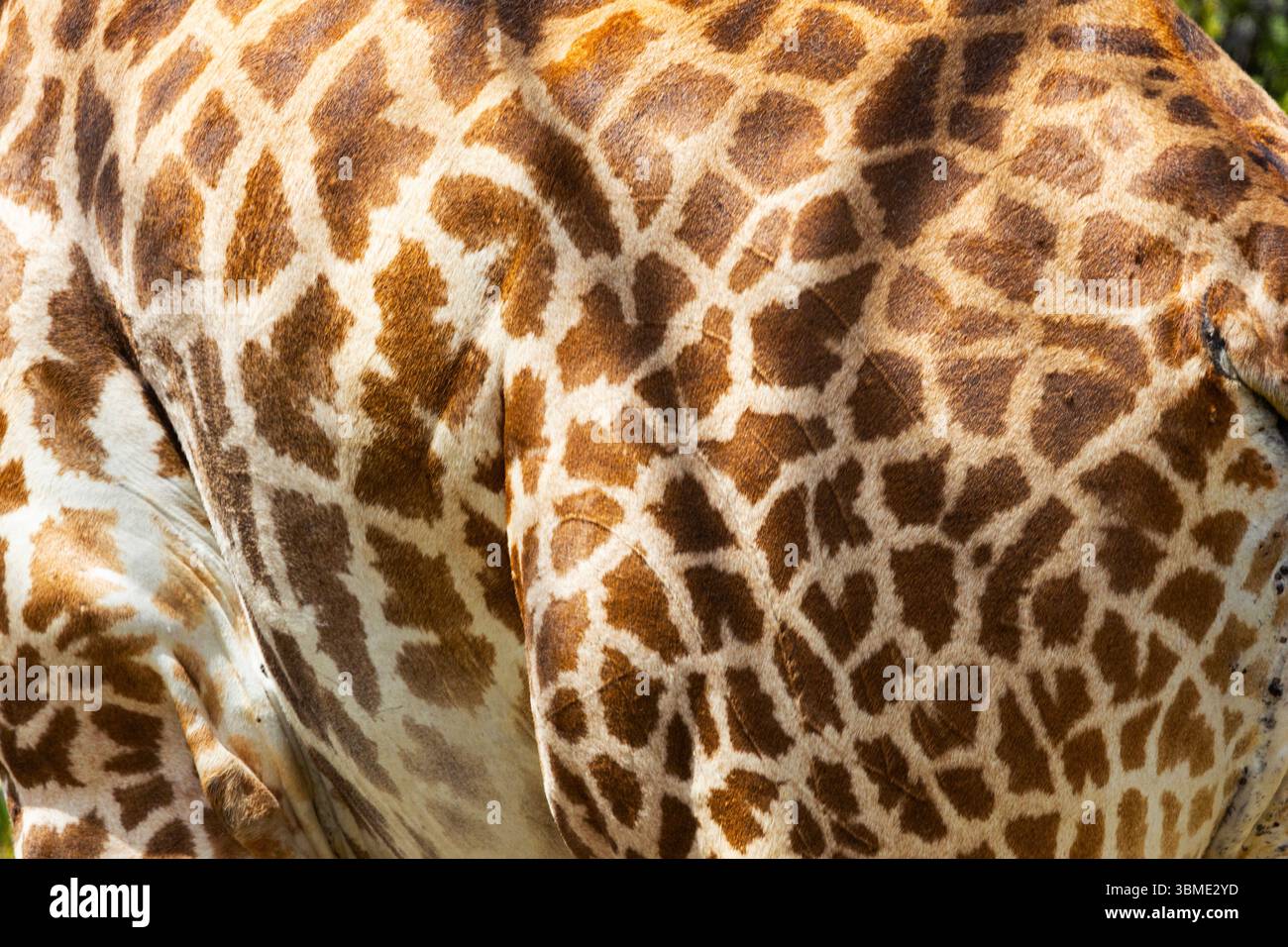 I vasi sanguigni appena sotto la pelle della giraffa sono concentrati per consentire un sistema molto efficace di meccanismi di distacco del calore che consentono loro di raffreddarsi Foto Stock