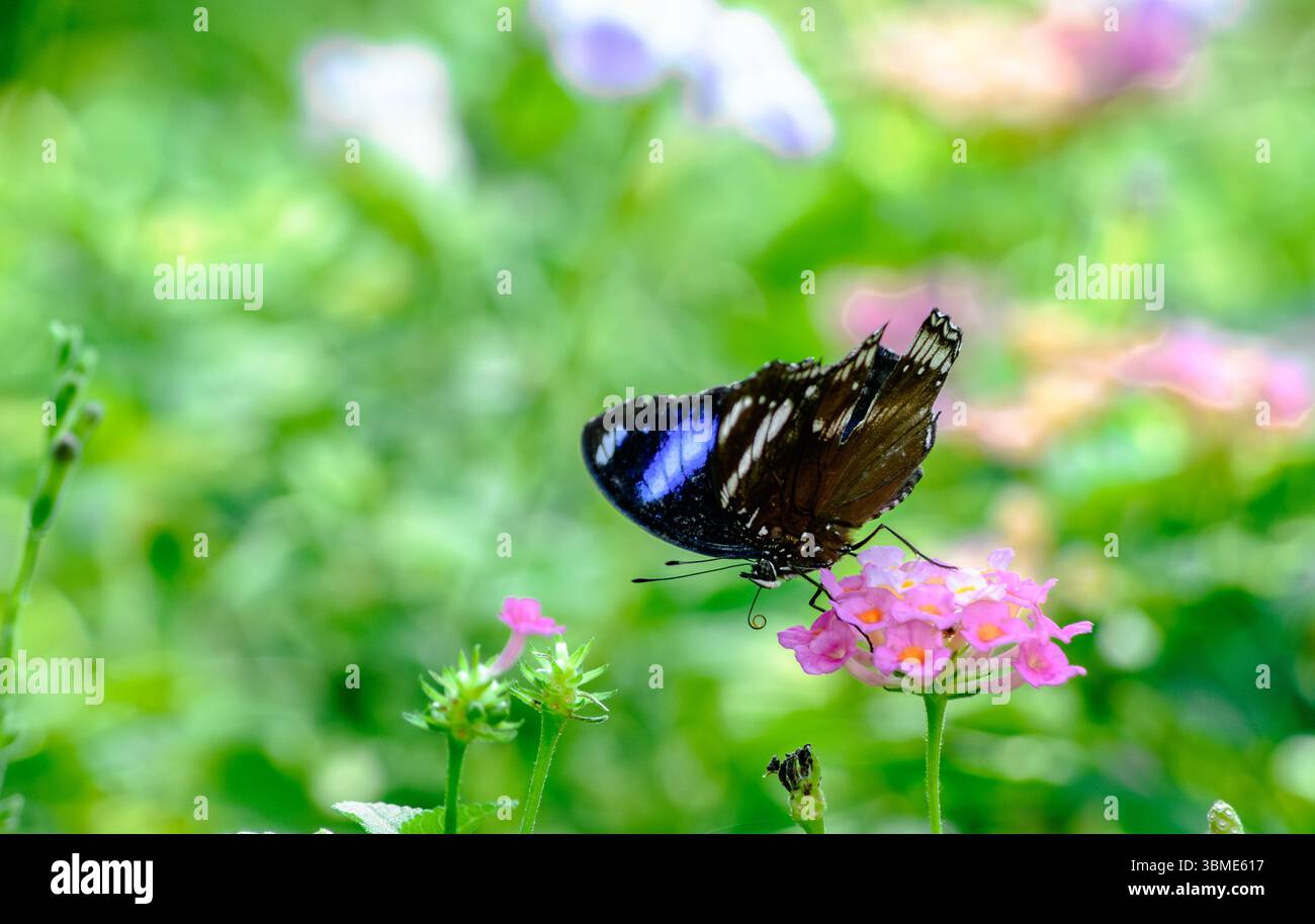 Un vivace primo piano cattura una farfalla Blue Moon (Hypolimnas misippus) che si nutre aggraziatamente del nettare dai delicati fiori rosa. I dettagli intricati Foto Stock