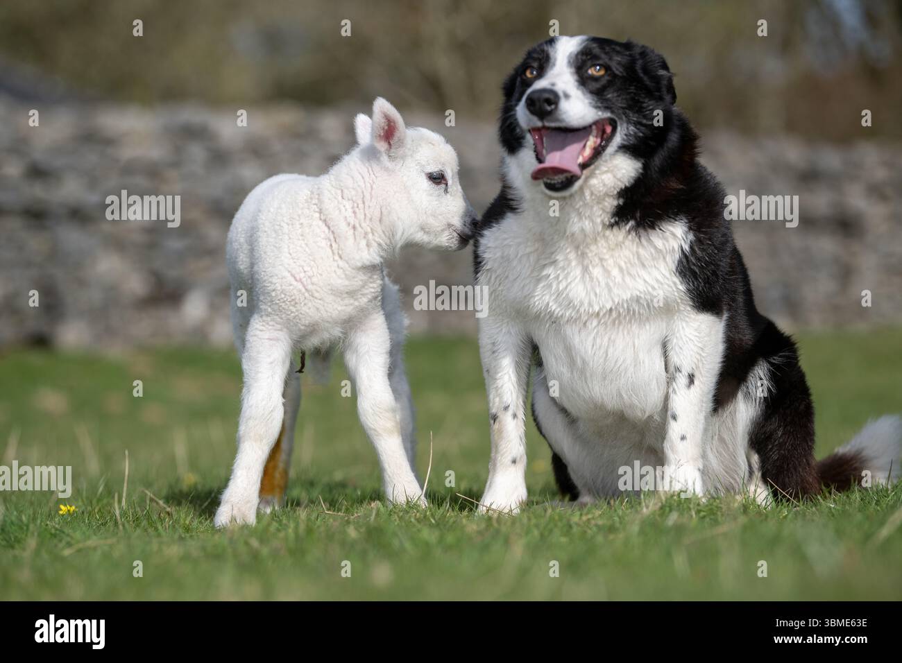 Border Collie Sheepdog con un agnello in un campo. North Yorkshire, Regno Unito. Foto Stock