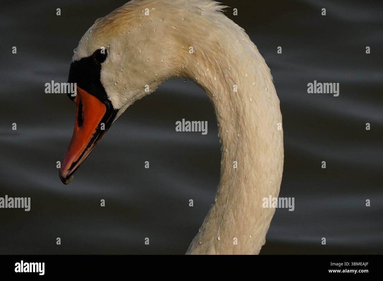 Ritratto cigno bagnato Foto Stock