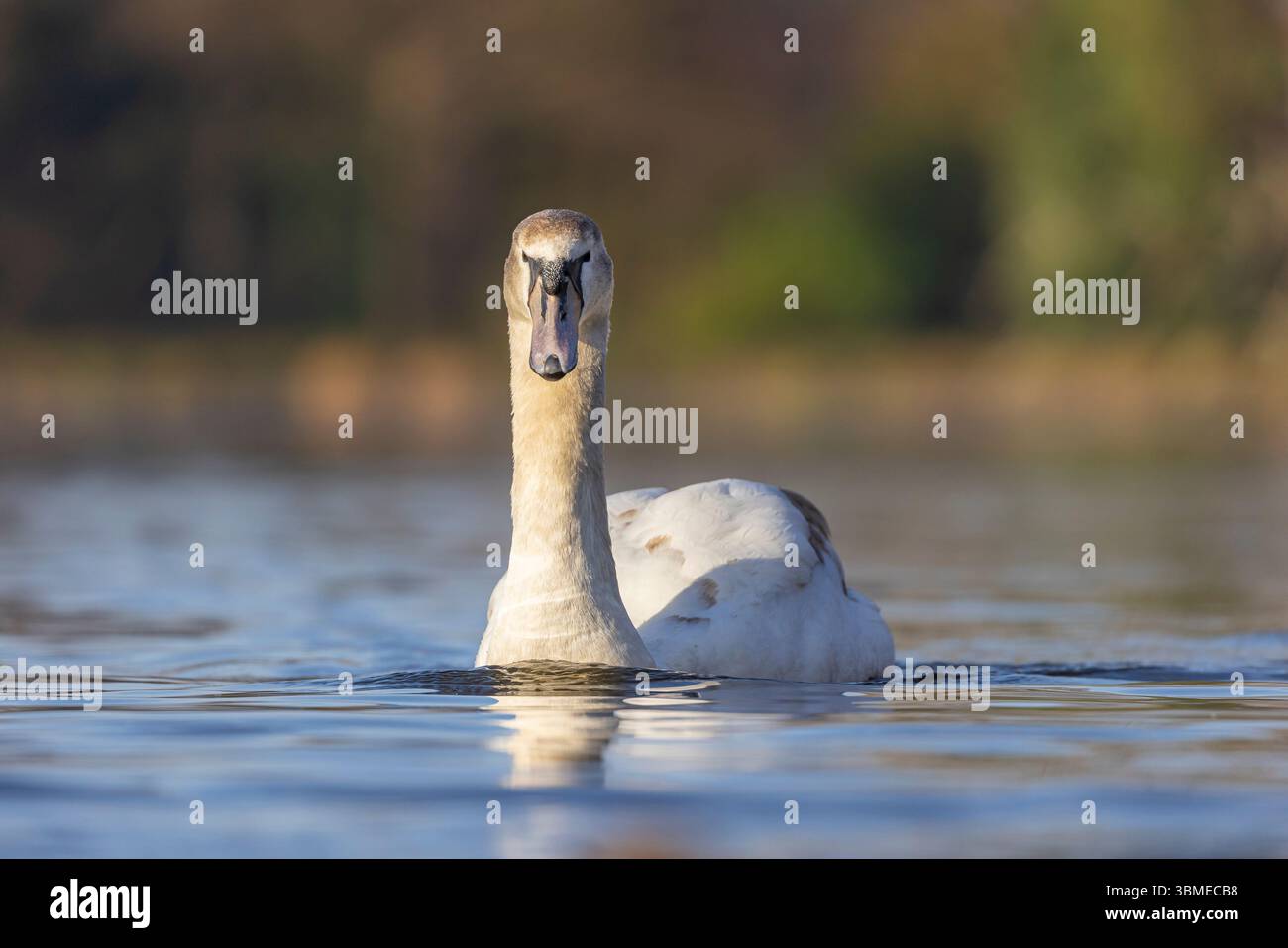 Angolo basso, primo piano selvaggio, cigno muto giovanile britannico (Cygnus olor) isolato nel lago del parco, nuotando verso la fotocamera. Foto Stock