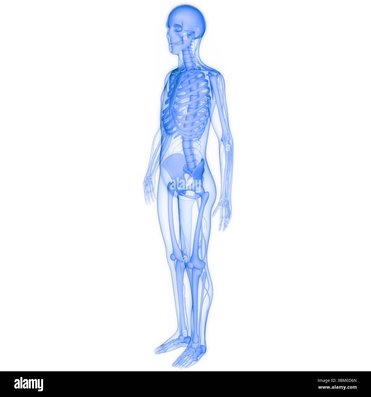 Scheletro umano sistema ossa articolazioni anatomia Foto Stock