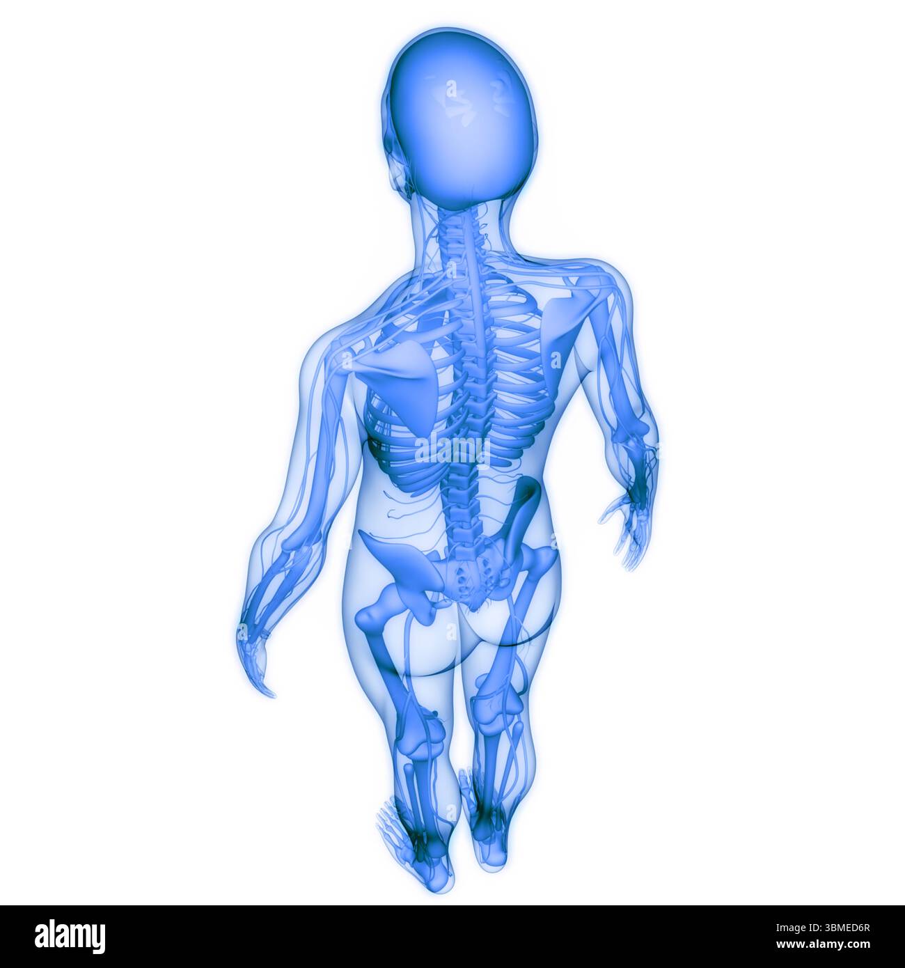 Scheletro umano sistema ossa articolazioni anatomia Foto Stock
