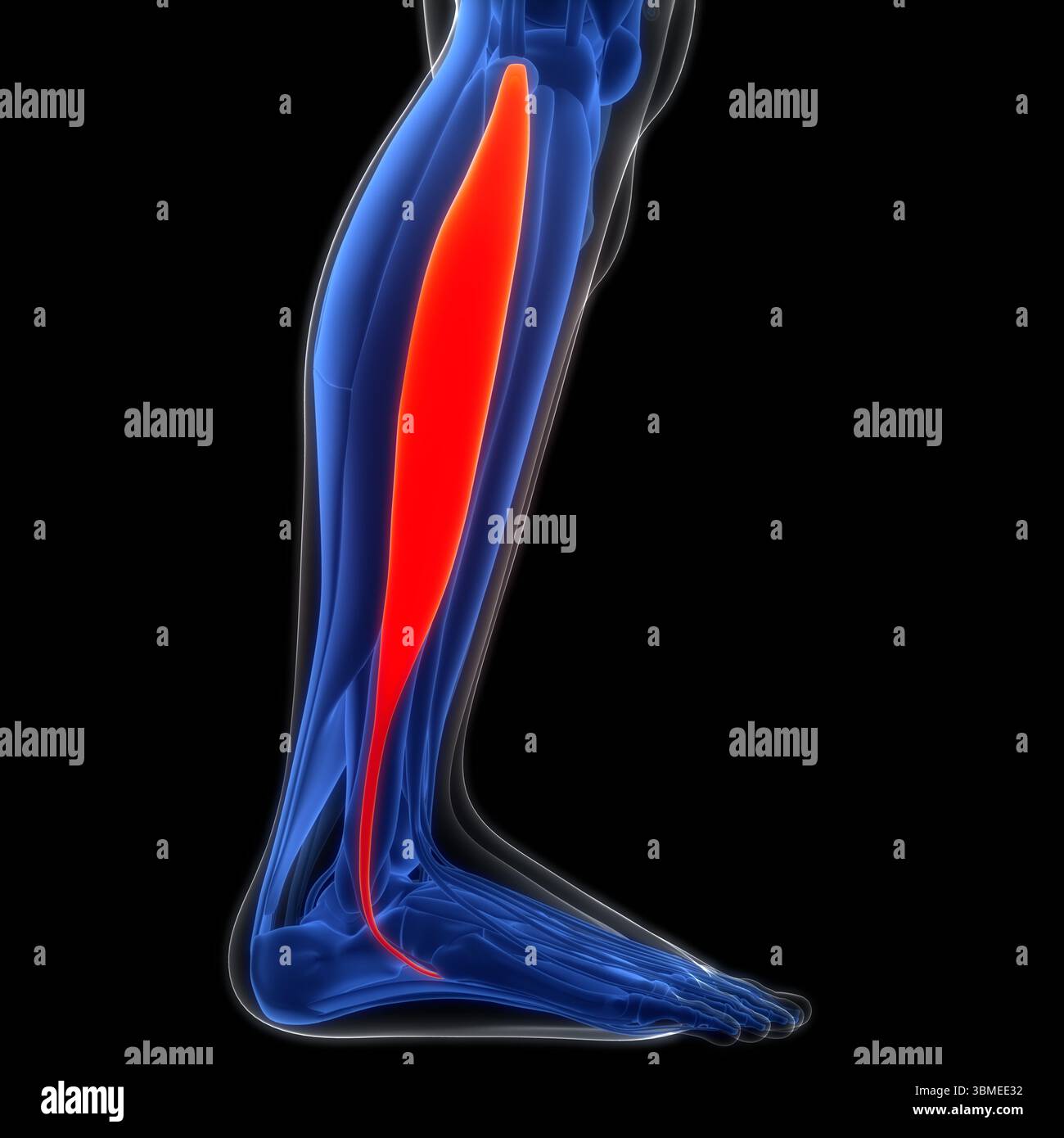 Muscoli delle gambe del sistema muscolare umano Fibularis muscoli Longus anatomia Foto Stock