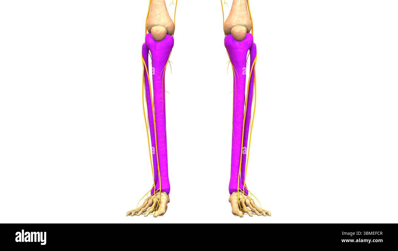 Anatomia Del Sistema Di Scheletro Umano Tibia E Giunti Ossei Della Fibula Foto Stock