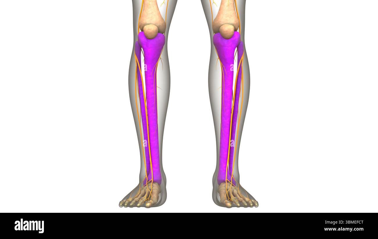 Anatomia Del Sistema Di Scheletro Umano Tibia E Giunti Ossei Della Fibula Foto Stock