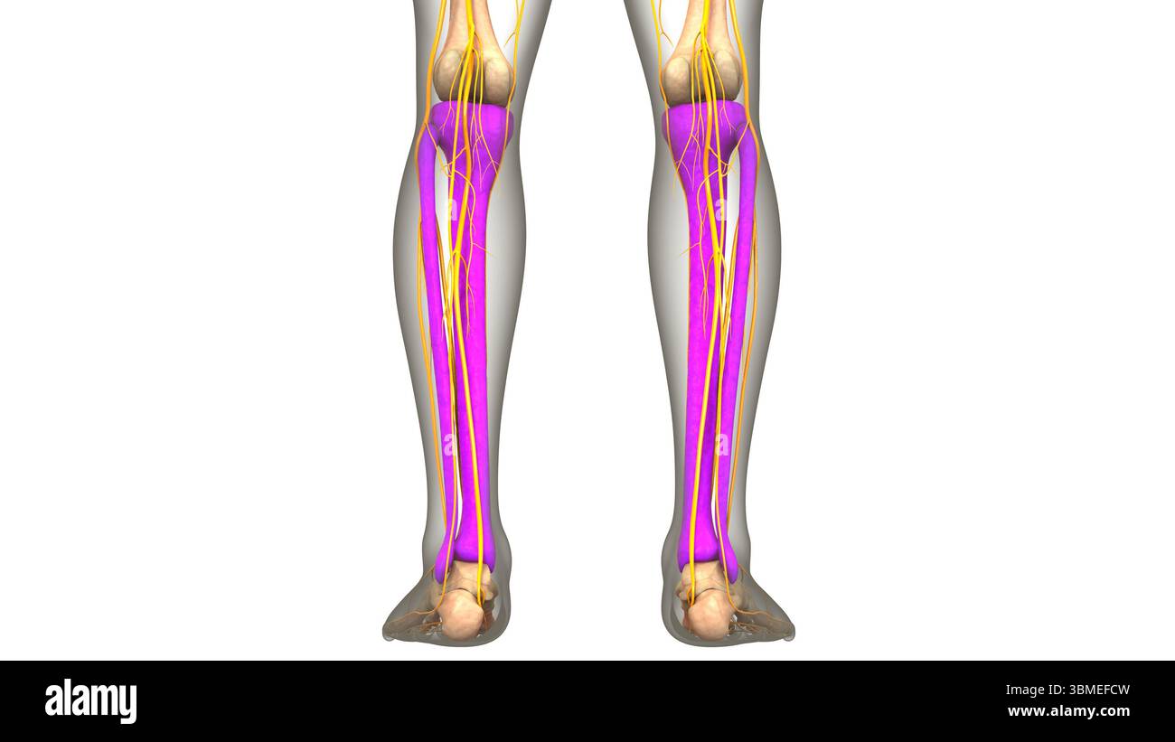 Anatomia Del Sistema Di Scheletro Umano Tibia E Giunti Ossei Della Fibula Foto Stock