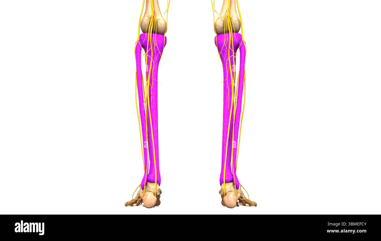 Anatomia Del Sistema Di Scheletro Umano Tibia E Giunti Ossei Della Fibula Foto Stock