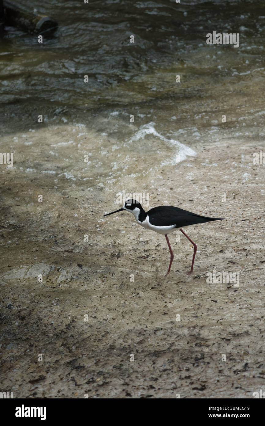 Una Tilapia dal collo nero con lunghe gambe rosa si muove elegantemente attraverso acque poco profonde su Una spiaggia sabbiosa. Fotografia naturalistica nella natura selvaggia Foto Stock