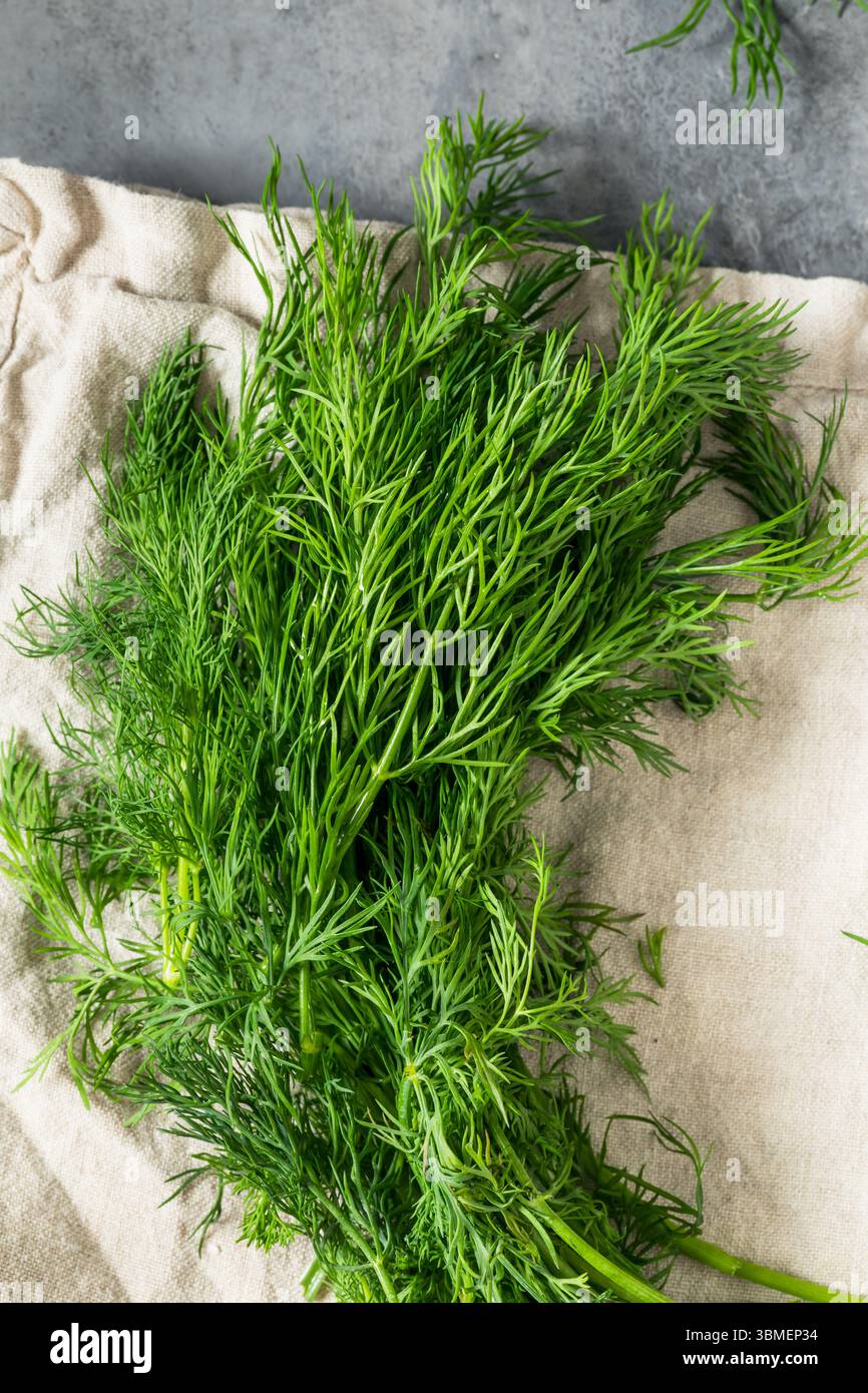 Erbe crude di Dill verde biologico da utilizzare per la cottura Foto Stock