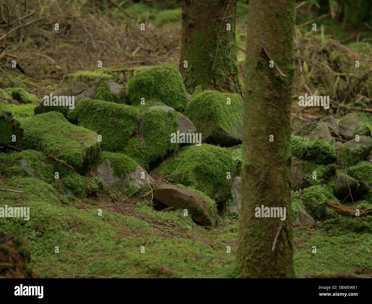Lussureggiante muschio verde che copre il fondo della foresta e i tronchi di alberi in un fitto e tranquillo bosco, paesaggio naturale in un ambiente forestale temperato." Foto Stock