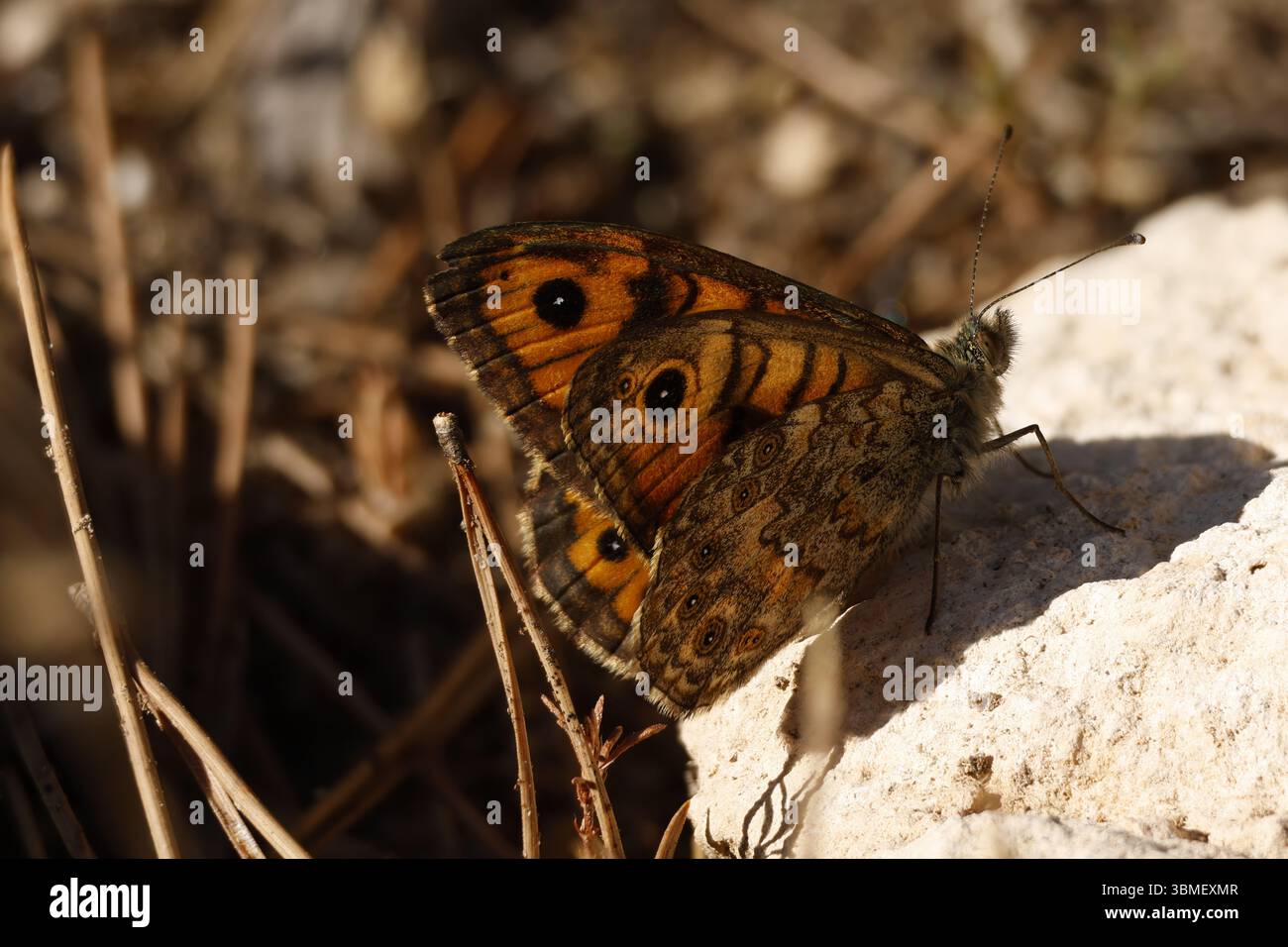 Metti a fuoco la farfalla Lasiommata megera arroccata su una roccia, Alcoy, Spagna Foto Stock