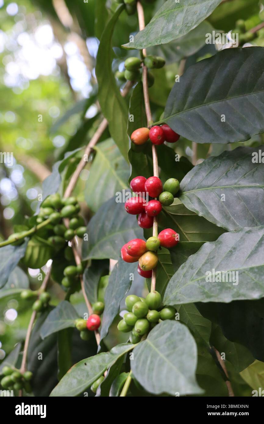 Primo piano di ciliegie di caffè maturate su un ramo con foglie verdi in una piantagione di caffè in Bangladesh Foto Stock