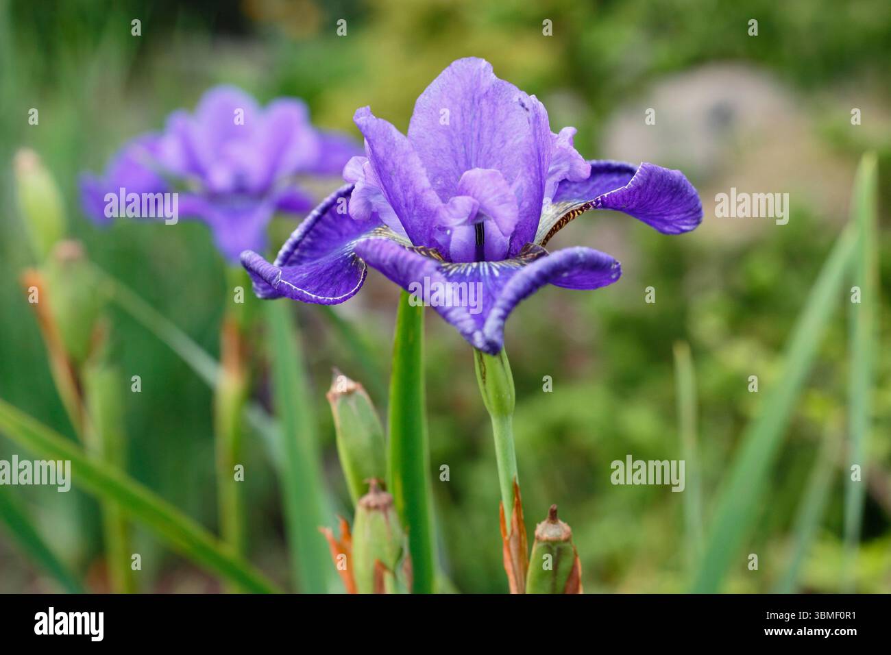 Iris "vi Luihn" fiori di Iris siberiano al confine del giardino di fine giugno. REGNO UNITO Foto Stock