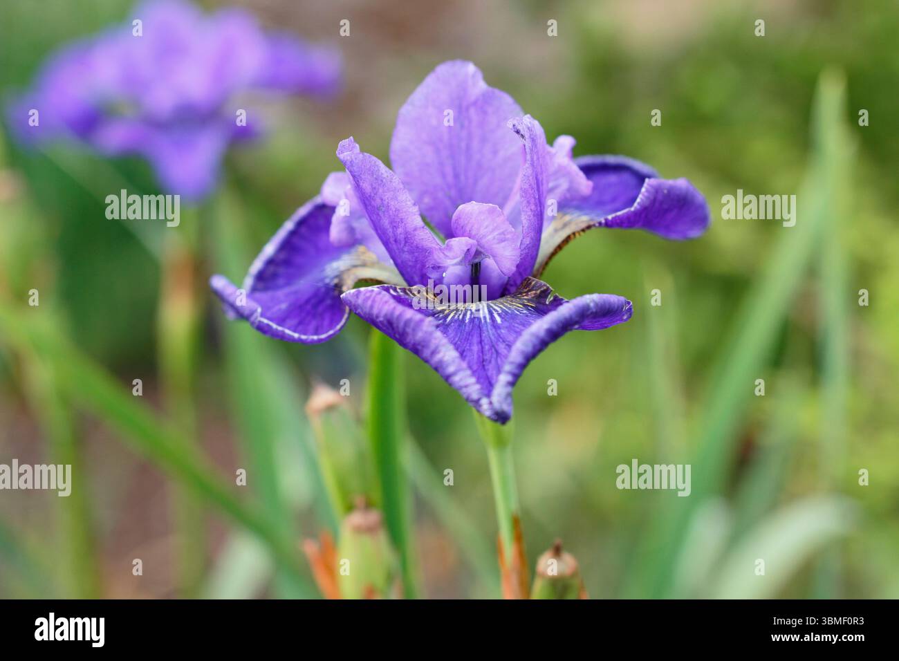 Iris "vi Luihn" fiori di Iris siberiano al confine del giardino di fine giugno. REGNO UNITO Foto Stock
