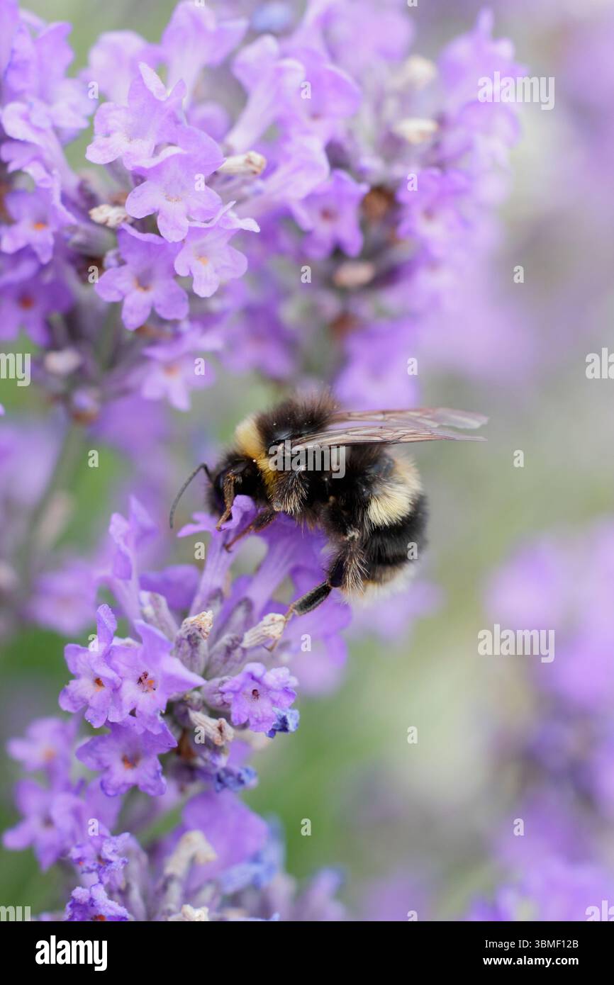 Api sulla lavanda. Bumble bee on Lavendula angustifolia Twickel Purple a fine giugno. REGNO UNITO Foto Stock