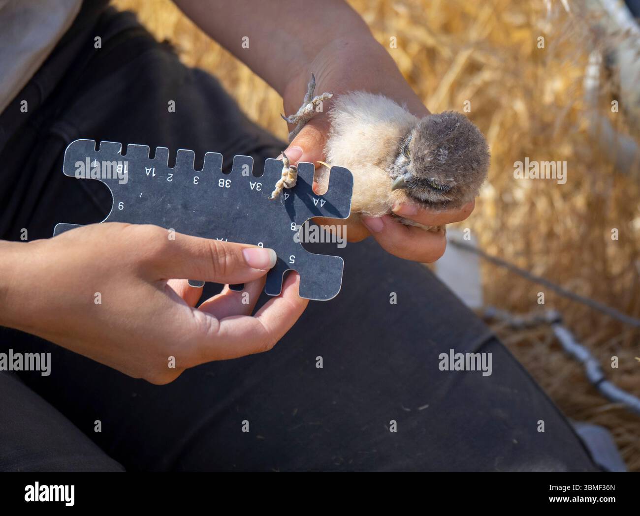 Umatilla, Stati Uniti d'America. 11 giugno 2025. Solai le Fay, studente di biologia raptor presso la Boise State University, misura gli artigli di un gufo scavatore durante le operazioni di monitoraggio e banding presso l'Oregon National Guard Rees Training Center, 11 giugno 2025 a Umatilla, Oregon. L'installazione ospita la più grande colonia di gufi scavati negli Stati Uniti, con oltre 100 coppie di nidificazione. Crediti: Il maggiore Chris Clyne/US Army Photo/Alamy Live News Foto Stock