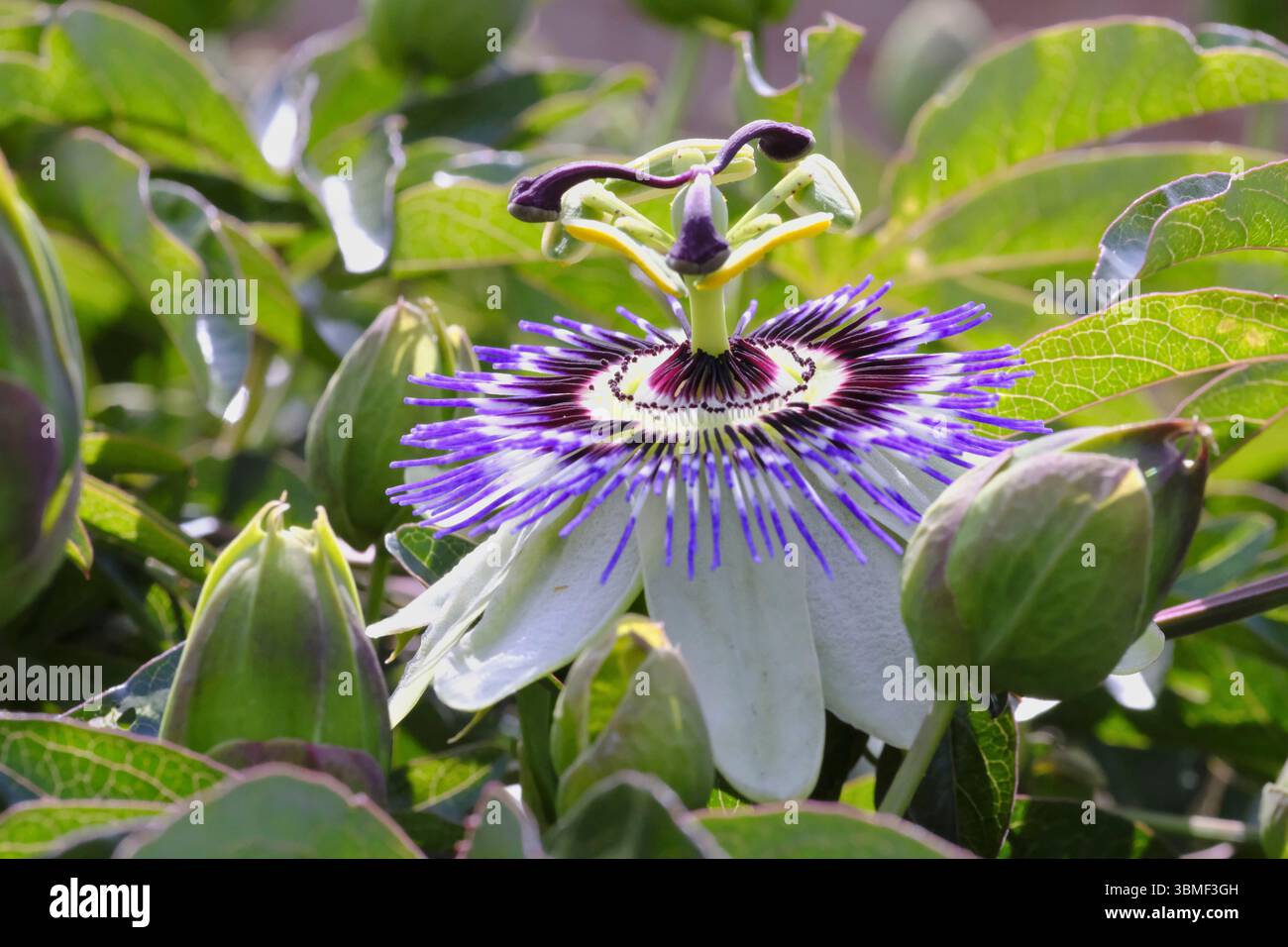 Primo piano di fiori di passione in fiore (Passiflora caerulea) con caratteristici petali viola e bianchi circondati da foglie verdi lucide e boccioli intatti Foto Stock