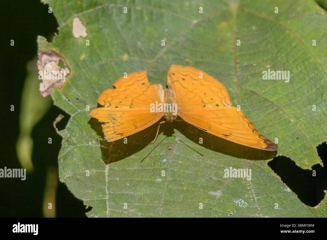 Cirrochroa aoris, il grande yeoman, una specie di farfalle ninfalide, a Dosdewa, Karimganj, Assam, India Foto Stock