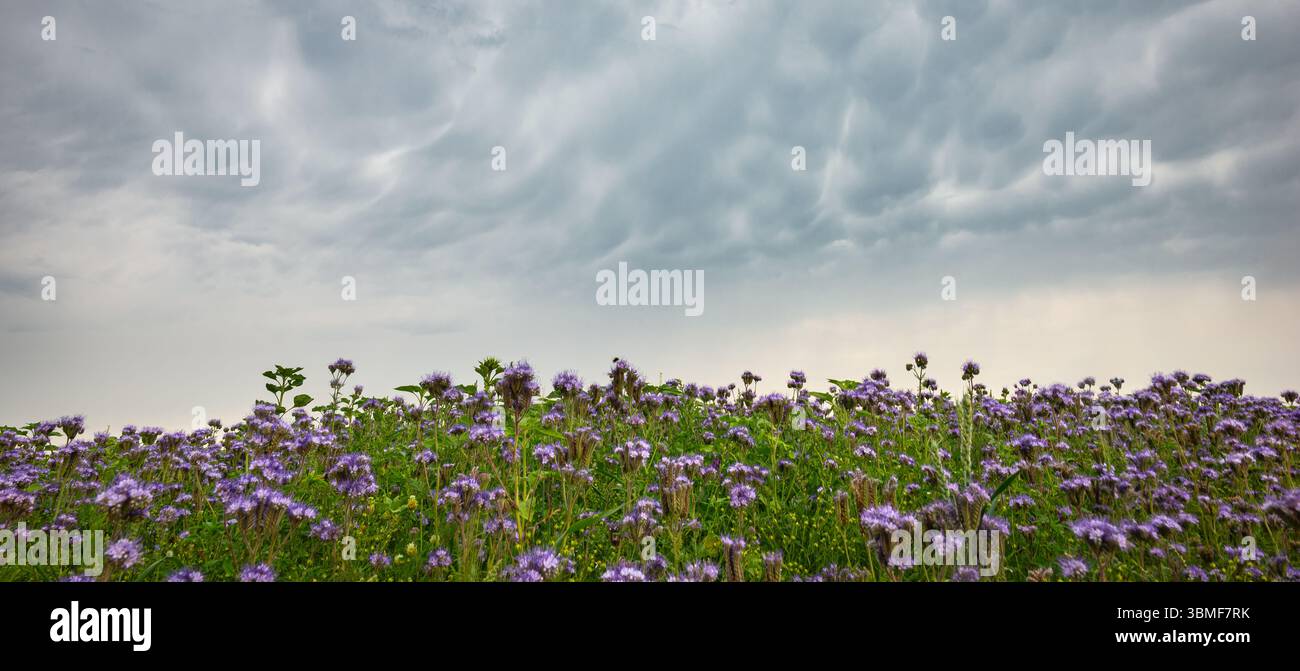 Vista panoramica di un cielo spettacolare su un campo di fiori di trifoglio viola, noti come trifoglio rosso o Trifolium pratense. Foto Stock