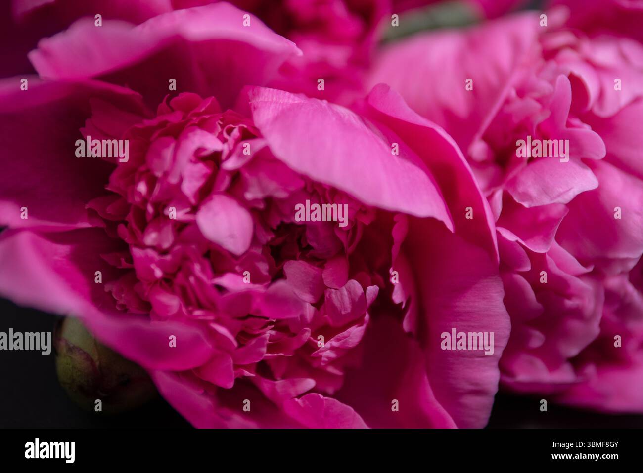 Primo piano di vivaci petali di fiori di peonia rosa Foto Stock