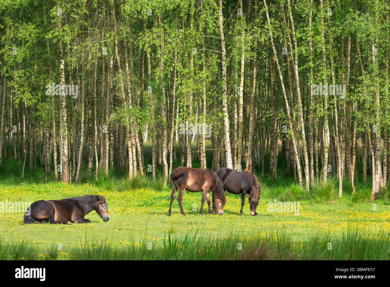 Scena pacifica: Cavalli che pascolano in un prato pieno di coppe al limitare di una foresta di betulle Foto Stock