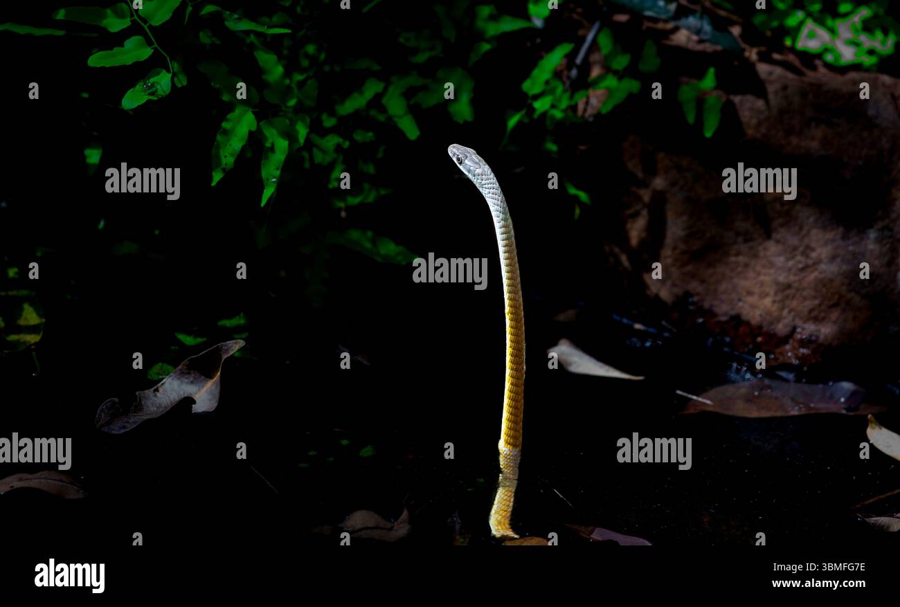 Versione morph gialla serpente di albero verde o Dendrelaphis punctulatus in piccolo laghetto cespuglioso. Foto Stock