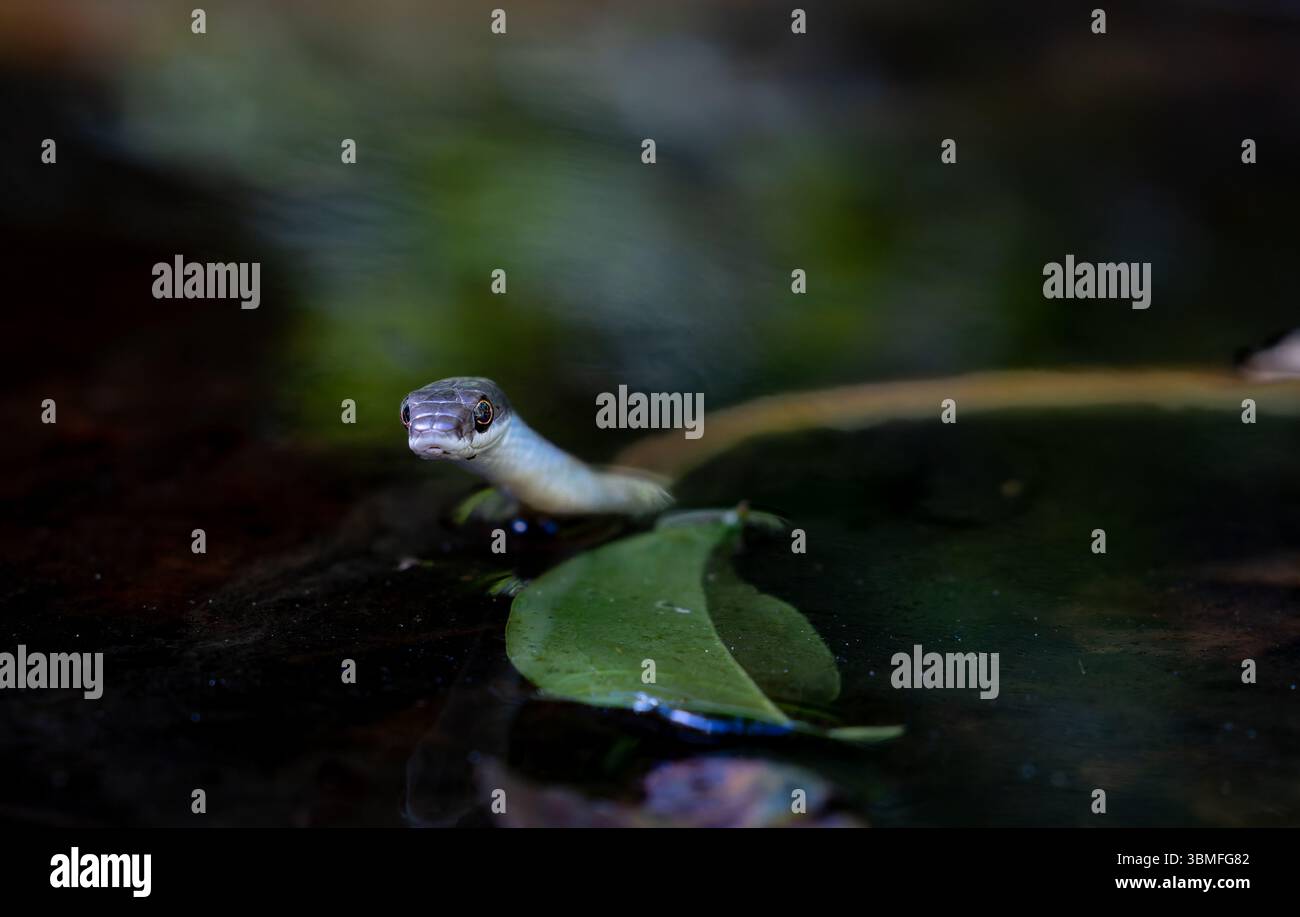 Versione morph gialla serpente di albero verde o Dendrelaphis nuoto punctulatus in un piccolo laghetto cespuglioso nel laghetto di El Questro Gorge nell'Australia occidentale. Foto Stock