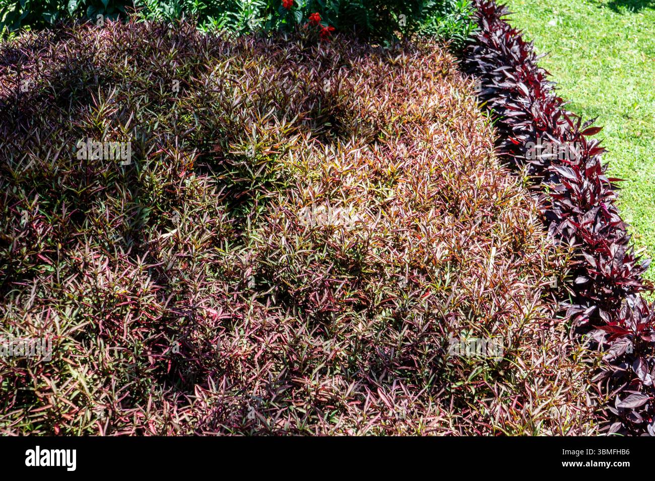 Densa copertura ornamentale di Alternanthera dentata con fogliame di Borgogna, delimitato da un prato verde. Fotografato a Madeira, Portogallo. Foto Stock