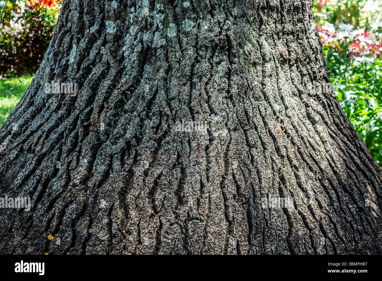 Primo piano di corteccia profondamente rigata su un tronco Quercus robur maturo, che mostra dettagli testurizzati e crescita di licheni. Fotografato a Madeira, Portogallo. Foto Stock