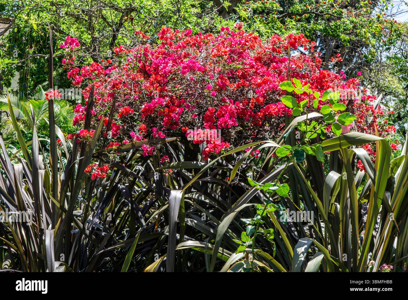 Vibrante Bougainvillea glabra in piena fioritura con bratta magenta e rossa sopra foglie scure di Phormium. Fotografato a Madeira, Portogallo. Foto Stock