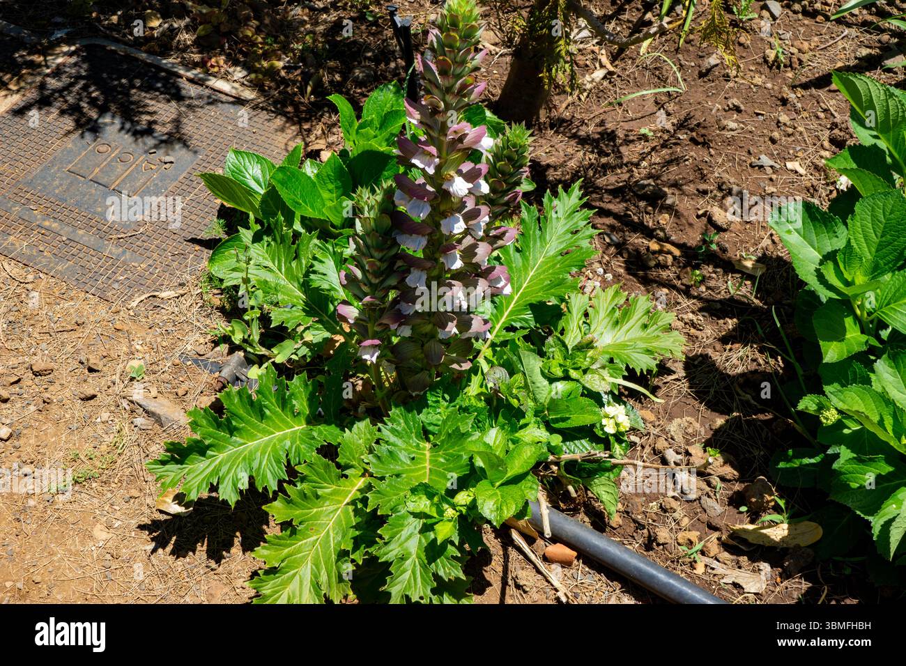 Alto picco fiorito di mollis di Acanthus con bratti viola e bianchi che si innalzano da foglie lussureggianti e lucide. Fotografato a Madeira, Portogallo. Foto Stock