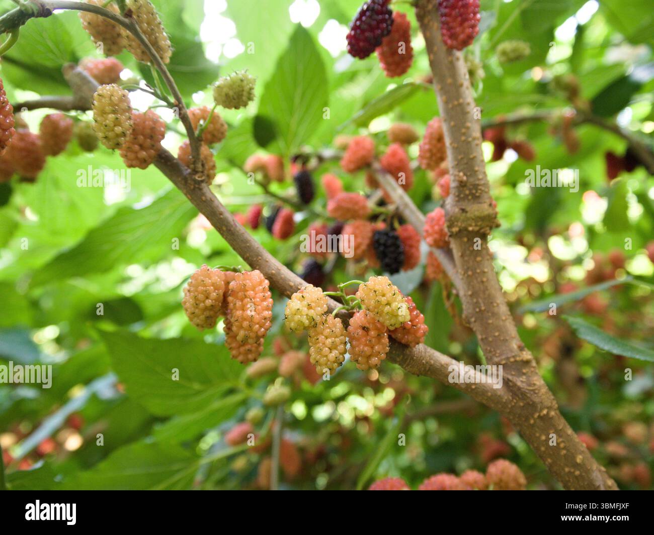 Primo piano di un ramo di gelso con frutti rossi maturi e scuri maturi tra foglie verdi lussureggianti alla luce del giorno estivo. Foto Stock